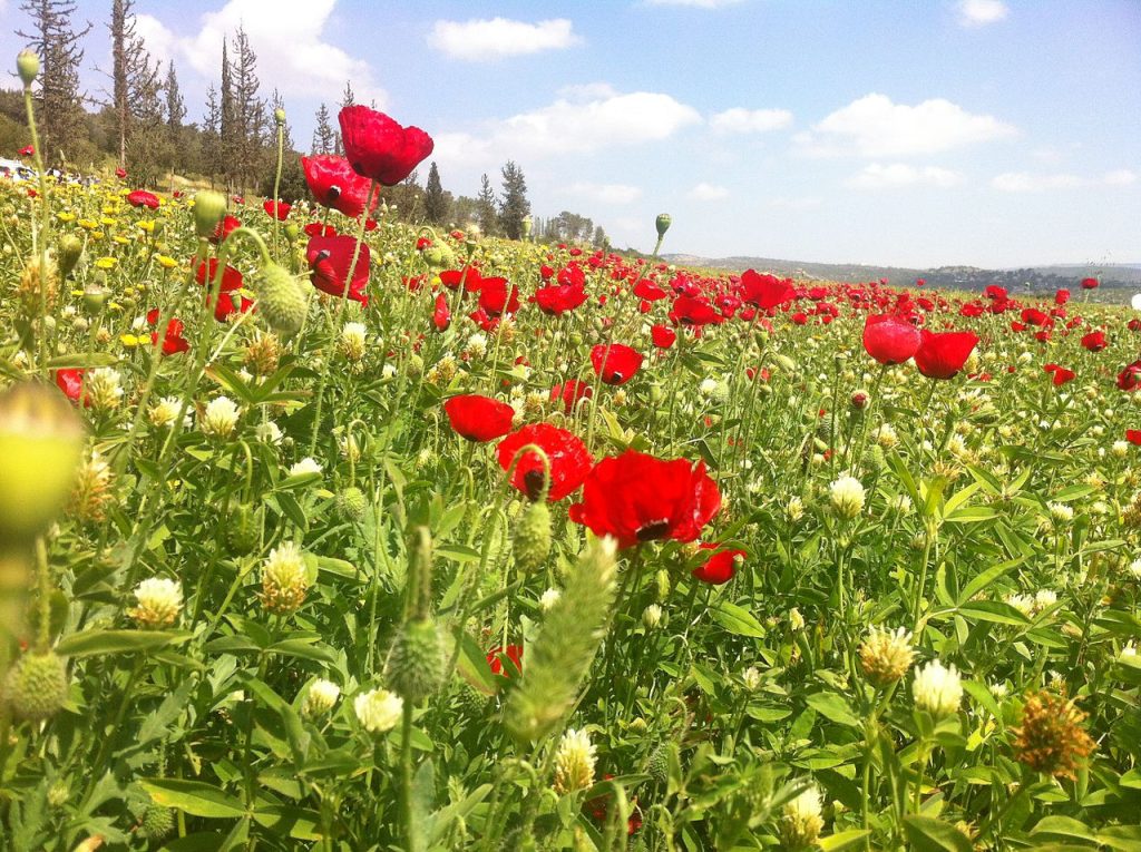 פריחה אביבית