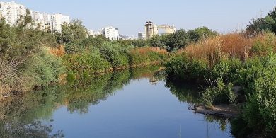 נחל סעדיה לרגלי הכרמל (צילום - Hanay ויקיפדיה)
