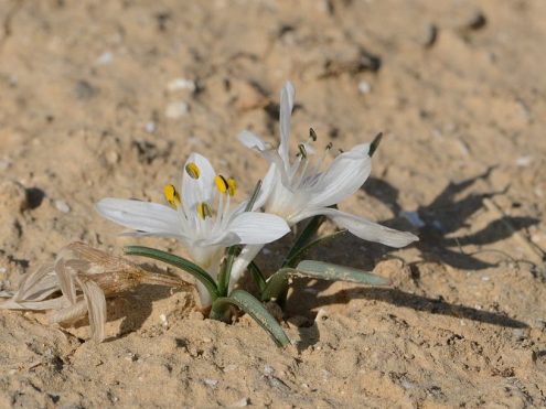 סתוונית טוביה פורחת במדבר (צילום - Gideon Pisanty ויקיפדיה)