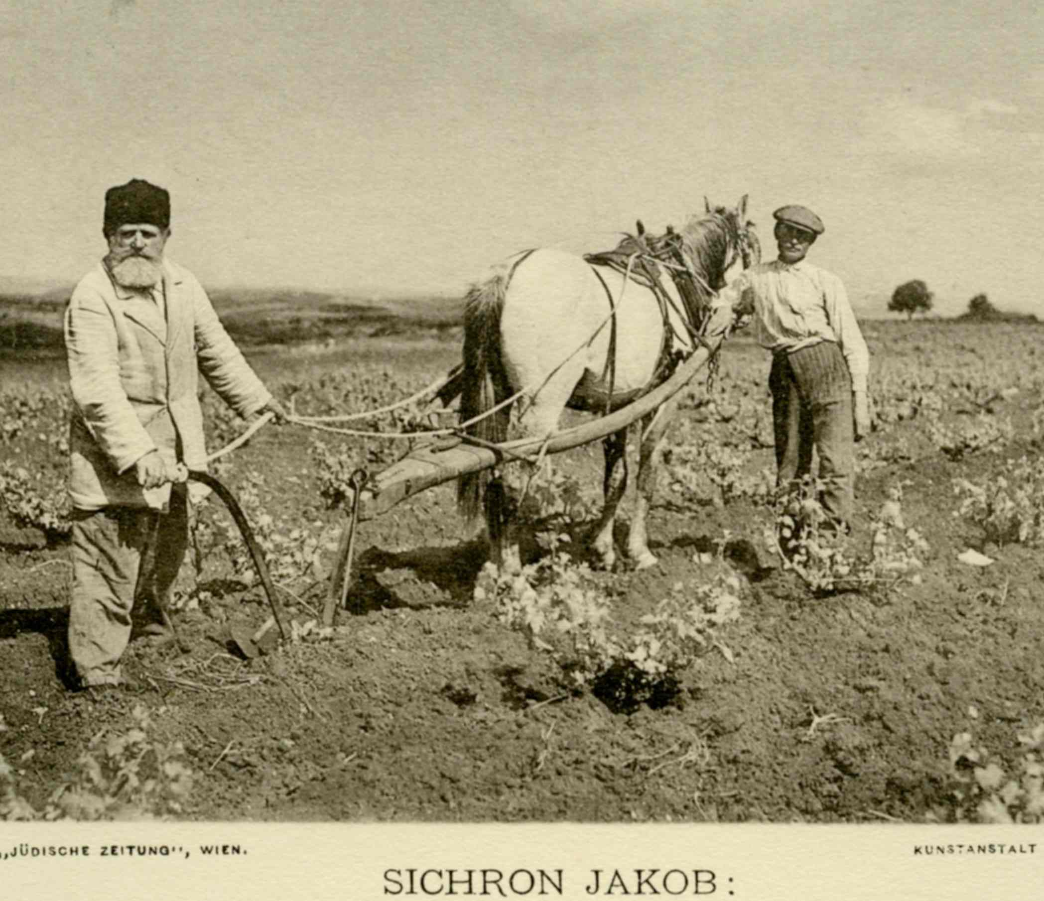 איכר ונכדו חורשים בזכרון יעקב, 1912 (אוסף אלי שילר, ארכיון יב''צ)