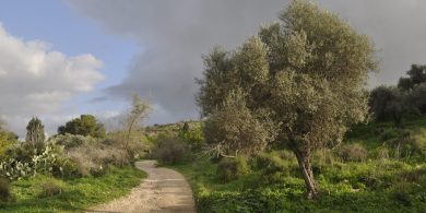 שביל אמאוס, צילום- Henri Gourinard