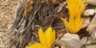 חלמונית גדולה