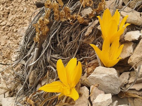 חלמונית גדולה