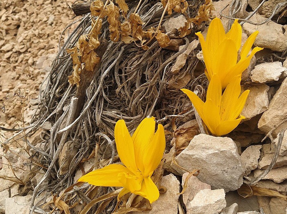 חלמונית גדולה