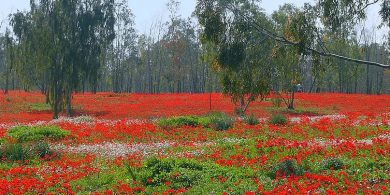 מרבד כלניות ביער שוקדה