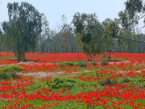 מרבד כלניות ביער שוקדה