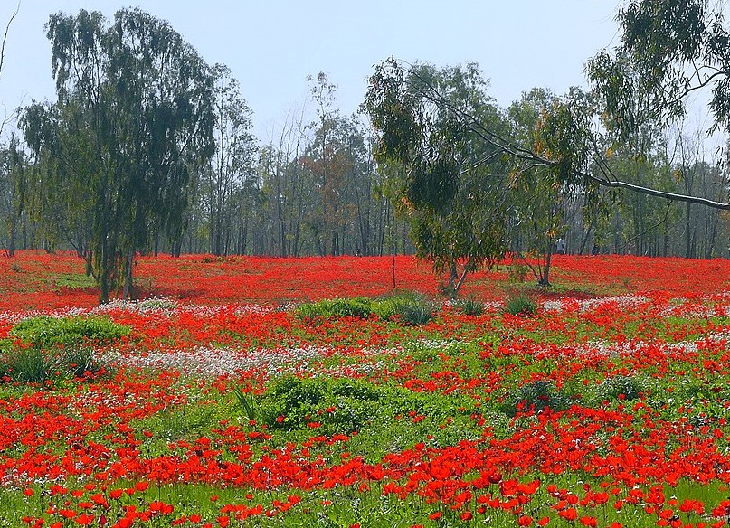 מרבד כלניות ביער שוקדה
