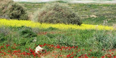 שמורת פורה.