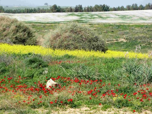 שמורת פורה.